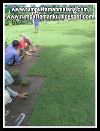 Jual rumput sintetis murah harga grosir. Rumput Manila Jakarta Murah Asal Malang Jawa Timur Tahun 2021 Rumput Taman Malang