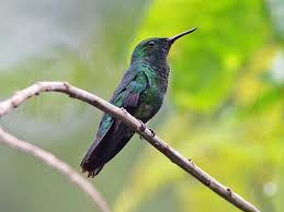 Image result for Alectra vogelii