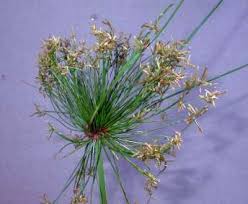 Image result for Cyperus phillipsiae