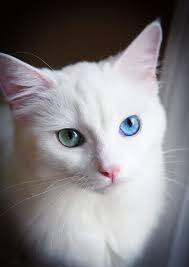 Pin On Meow