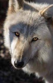 Butterfly Spirit Animals Wolf Husky Wolf Photos