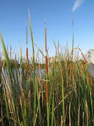 Image result for Typha domingensis