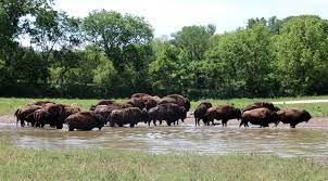 Whether you want to see wild animals in their natural habitat or learn about wildlife protection, with 54 wildlife safaris in botswana you're sure to find a holiday package that will astound you. Wildlife Safari Park Home Facebook