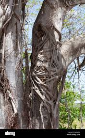 Image result for Ficus craterostoma