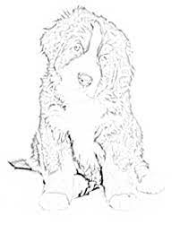 Jpg *_* amazing dog coloring (8) | photo appenzell cattle dog (dog standard) (appenzeller sennenhund) 217 x 300px 9.29kb. Bernese Mountain Dog Coloring Pages Dog Coloring Page Dog Coloring Bernese Mountain Dog