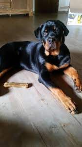 Enzo Chillin 4 5 Months Old Cute Dogs And Puppies Cute Dogs Rottweiler Puppies
