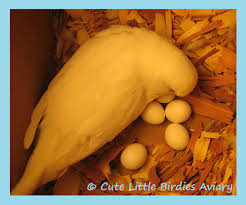 From Hatching To 8 Weeks Watch A Baby Grow Up Cute Little