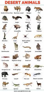 Desert Animals Top 35 Animals That Live In The Desert In 2021 Desert Animals List Of Animals Animals Name In English