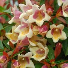 Image result for Pupalia grandiflora