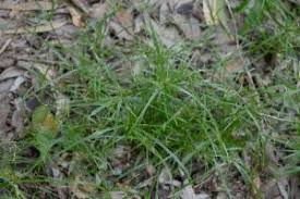 Image result for Cyperus zollingeri