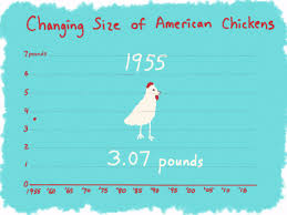 Why Chickens Are Twice As Big Today As They Were 60 Years