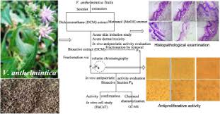 Image result for Vernonia anthelmintica