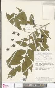 Image result for Carpolobia