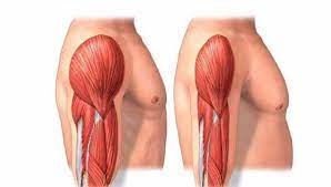 It is characterized by the degenerative loss of skeletal muscle mass, quality, and strength. Sarcopenia Treatment Market Size Share Current Trends And Industry Report 2027 Covid 19 Impact Analysis Medgadget