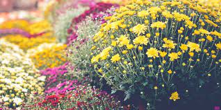 Their showy flowers appear in late summer and continue into the fall, creating dense mats of color. How To Plant Chrysanthemums Best Time To Plant Mums