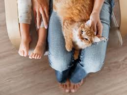 Cats have either a mutualistic or commensal relationship with humans. Helping Kids With Autism Develop Empathy Cats May Help Increase Empathy Decrease Anxiety In Autistic Kids Special Needs 30seconds Health