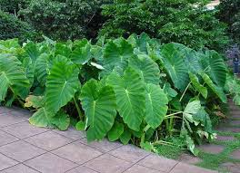 Budidaya tanaman hias macam macam tanaman hias. Daftar Nama Latin Tanaman Pangan Dan Gambar Alamendah S Blog