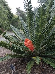Image result for Encephalartos aplanatus