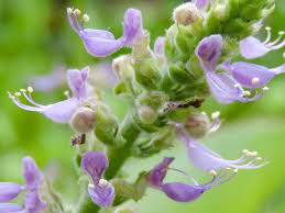 Image result for Coleus amboinicus