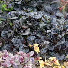 Image result for Ajuga