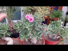 Adenium Care Tips For Rainy Season Monsoon How To Care Adenium In Rainy Season Monsoon Youtube Adenium Rainy Season Plant Information