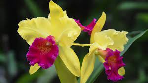 Growing And Repotting Cattleya Orchids Youtube Types Of Orchids Orchid Flower Cattleya