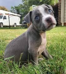 Maybe you would like to learn more about one of these? Blue Eyed Pitbull Do Pitbulls With Blue Eyes Really Exist