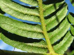 Image result for Cyathea dregei