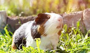 Ne punissez jamais le cochon d'inde et ne lui criez jamais dessus. Quelle Cage Choisir Pour Mon Cochon D Inde Jardiland