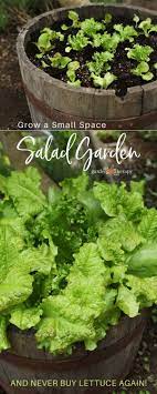 Lettuce Growing In A Wine Barrel Produces A High Yield In A Small Space Growing Lettuce In A Container Keeps Wine Barrel Garden Barrel Garden Growing Lettuce