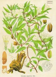 Image result for Loganiaceae