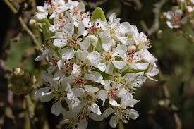 Image result for Pycreus permutatus