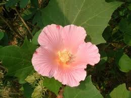 Image result for Hibiscus mutatus