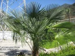 Trachycarpus sp.'wilailak 'is another name used for t. Trachycarpus Princeps Green Nova Discussing Palm Trees Worldwide Palmtalk