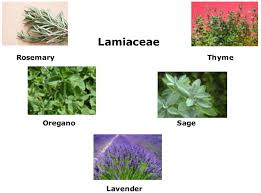 Image result for Ocimum minutiflorum