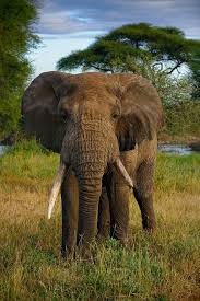elephant tarangire national park tanzania explore the world with travel nerd nici one country at a time htt animals beautiful african animals elephant