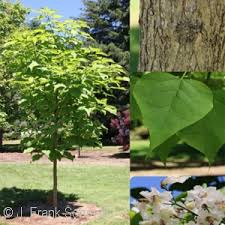 The catalpa tree is found in forests from southern illinois and indiana to western tennessee and arkansas. Acorn Farms Genus Nursery Bulk Wholesale Trees Shrubs Perennials Roses Annuals For Green Industry
