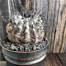 Property values in pasadena, ca. 33 Capiapoa Ideas In 2021 Cacti And Succulents Succulents Cactus