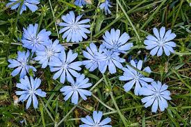 Image result for Cichorium intybus