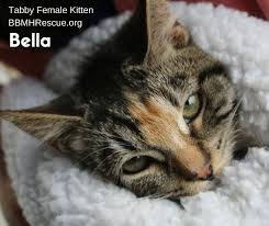 Bella Is A Tabby Female Kitten This Is A Kitten Being Fostered In A Private Home By Our Cat Rescue It Was Cold So She Was Snuggled The Kitten Is Spayed Va