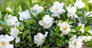 One sniff of calone 17 and you will be instantly teleported to a sea villa. How To Maximize Gardenia Blooms