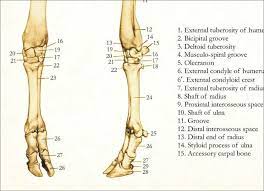 The bones of the leg are the femur, tibia, fibula and patella. 11 Bison Ideas Anatomy Bones Anatomy Animal Bones