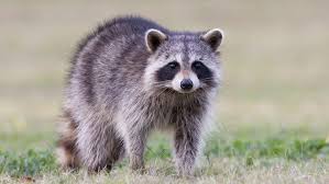 racoon