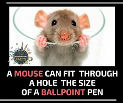 Pin By Humor Nation On Facts Humor Animals Facts