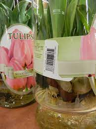 Pin On Forcing Bulbs In Water