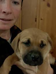 Reel by Robin MacGregor Brown (@brokencirclebordercollies) · December 22,  2025