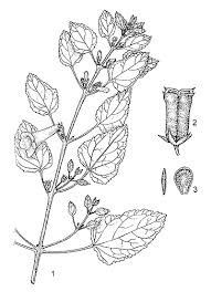 Image result for Ceratotheca sesamoides