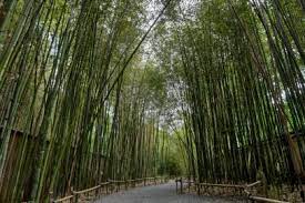 Check spelling or type a new query. Invasive Bamboo Rethink Planting It In Your Garden Hgtv