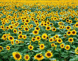 In the delivery city time zone. 33 Best Sunflower Fields Near Me Top Sunflower Fields Mazes In The U S
