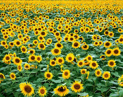Check spelling or type a new query. 33 Best Sunflower Fields Near Me Top Sunflower Fields Mazes In The U S